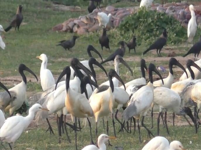 Tamil Nadu: Rare Sighting of Black-headed Ibis seen in Thoothukudi salt pans